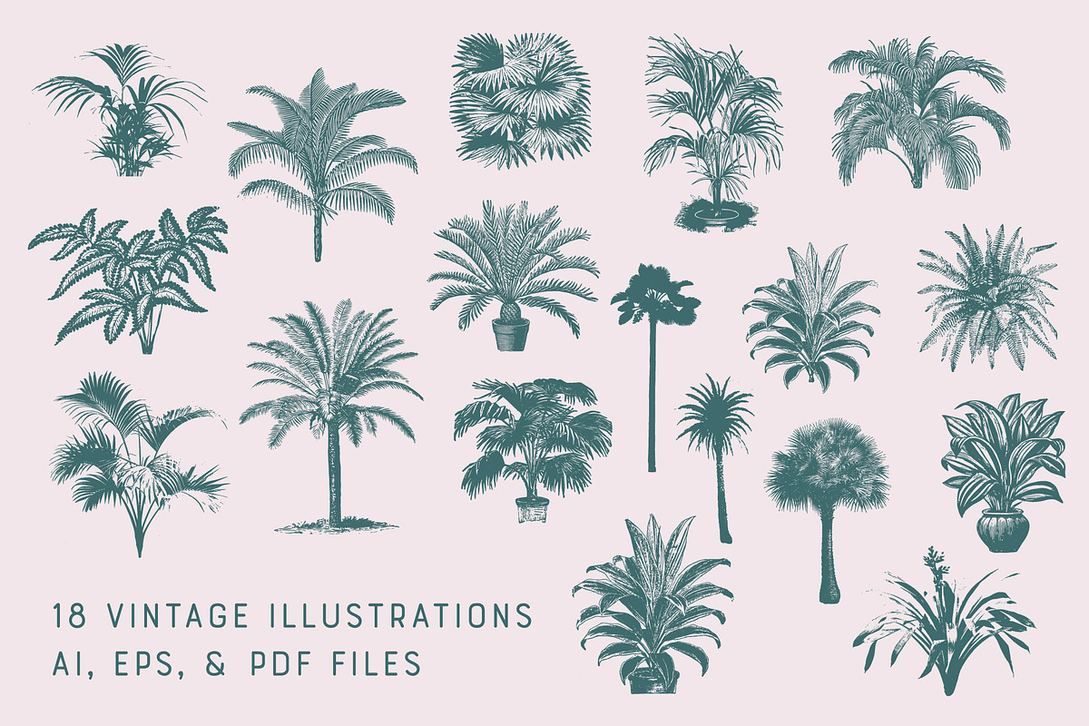 PALMS | 18 Vintage Vectors, an Illustration by Britt & Kit (Photo 2 of 2)