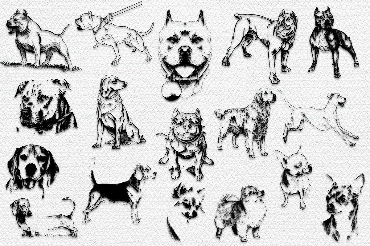 33 DOGS hand drawn illustrations, an Animal Illustration by AnastasiyaOleynik (Photo 7 of 7)