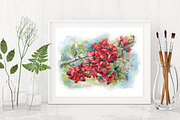 SALE! Watercolor Apple quince, a Decorative Illustration by MaryAmi (Thumbnail 2 of 3)