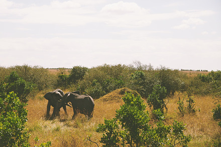 Two elephants playing stock photo