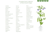 Life Cycle of Farming Plants, an Illustration by Ilia Design (Thumbnail 2 of 7)