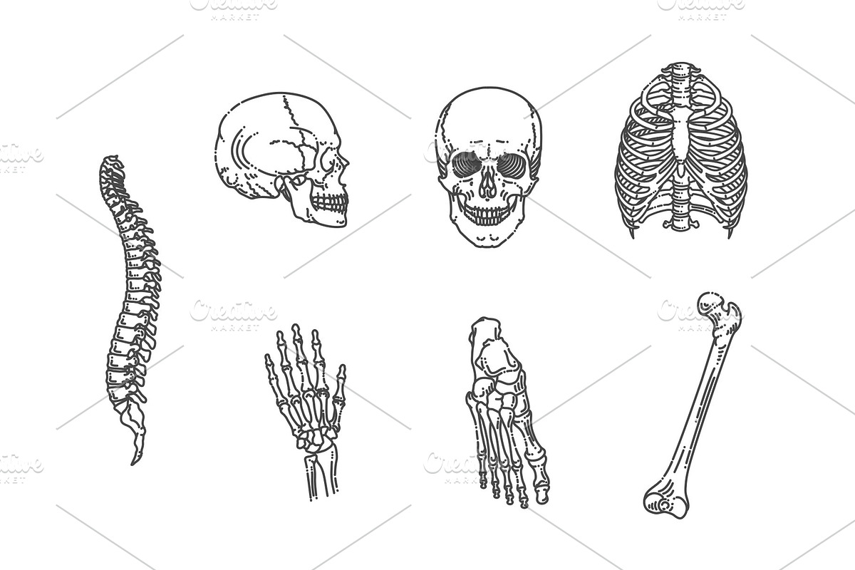 Human Skeleton Structure Symbols, a Healthcare Illustration by Tettygreen (Photo 2 of 3)