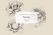 Hand Sketched Peonies, an Object Graphic by VictoriaKStudio (Thumbnail 1 of 9)