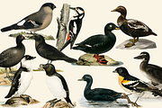 Black Birds Collection, an Animal Illustration by Lilithcollageart (Thumbnail 7 of 7)