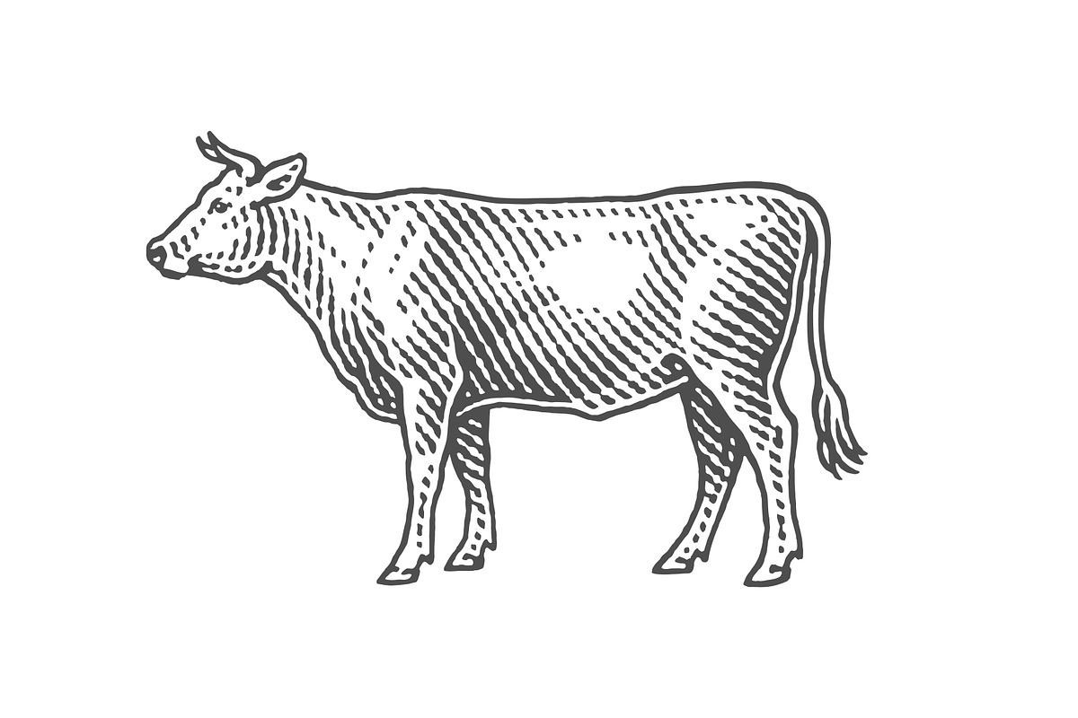 Bull. Black Angus., an Animal Illustration by Irina Trusova