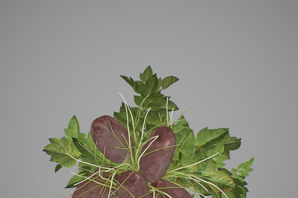 Potato plant, an Environmental 3D Model by AndrewWhite (Photo 9 of 11)