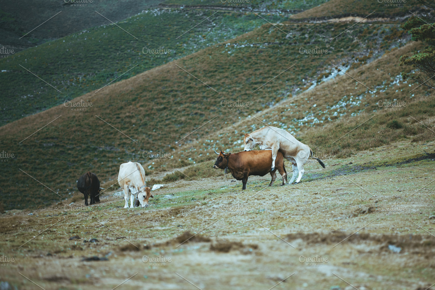 Cattle mounting in alpine pasture, an Animal Photo by SkyNext