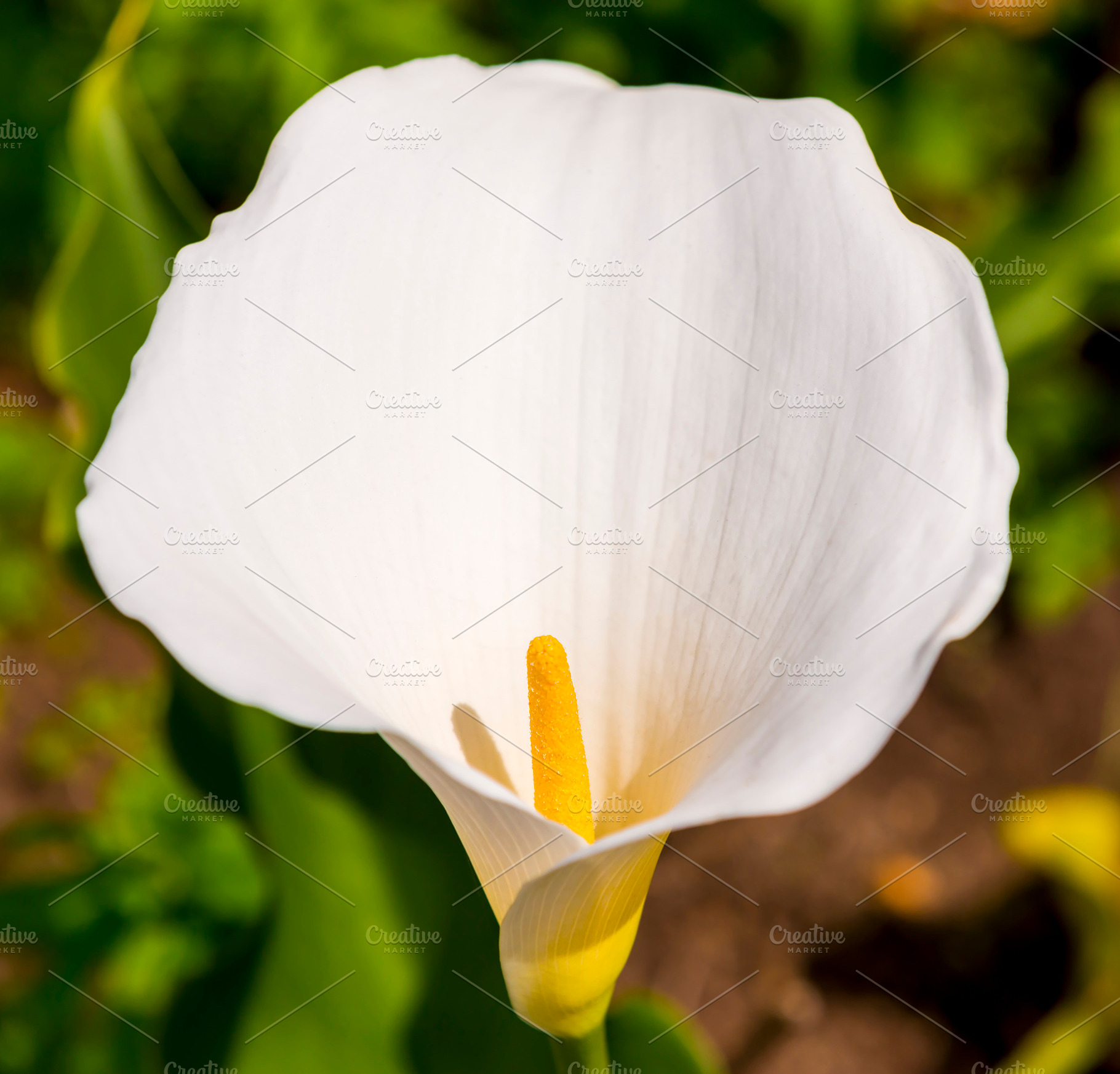 White Arum Lily, a Nature Photo by THP Creative