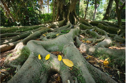 Ficus macrophylla trunk and roots, a Nature Photo by f9photos