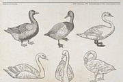 Vintage Poultry Farm Animal Set, an Animal Illustration by Kusumaillustration (Thumbnail 3 of 11)