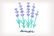 Aromatic Herbs Vector Graphics, an Illustration by Insalata Illustrata (Thumbnail 5 of 6)