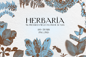 HERBARIA. Pressed Wildflower Scans, an Object Graphic by Schumacher Shop