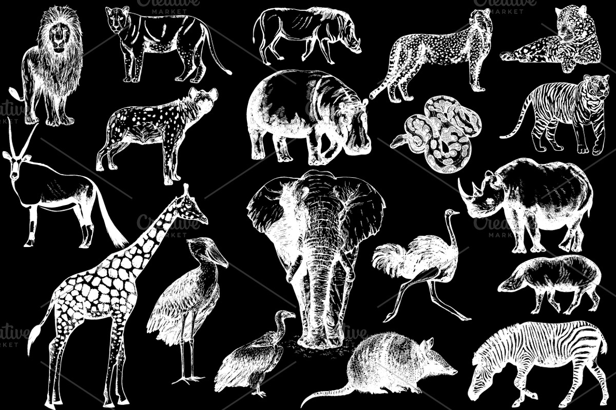 Wild Animals 3, an Animal Illustration by Ecaterina Sciuchina (Photo 2 of 5)
