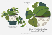 House Plants Collection, a Graphic by SmallHouseBigPony (Thumbnail 8 of 18)