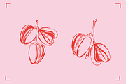 ALMOND LINE ART SET (14+ elements), a Food Illustration by Bonfloret Studio (Thumbnail 4 of 8)