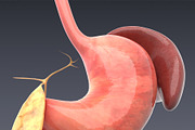 Animated internal organs, skeleton, a Characters & Person 3D Model by konstantin.ermolaev (Thumbnail 11 of 29)