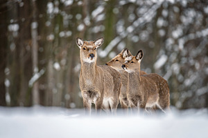 Deer walk through snowy forest in search of food during winter s, an Animal Photo by Byrdyak