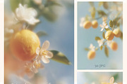 Mediterranean Blur lemon backgrounds, a Background Graphic by 60secondsArt (Thumbnail 11 of 14)