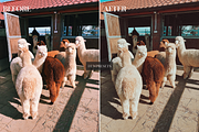 10 Aesthete Lightroom Presets, a Preset Add-On by LWPRESETS (Thumbnail 3 of 9)