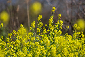 Blooming mustard on the shore, a Nature Photo by Imaginarium