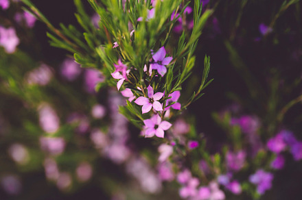 Yellow flowers containing yellow, white, and flowers preview 6