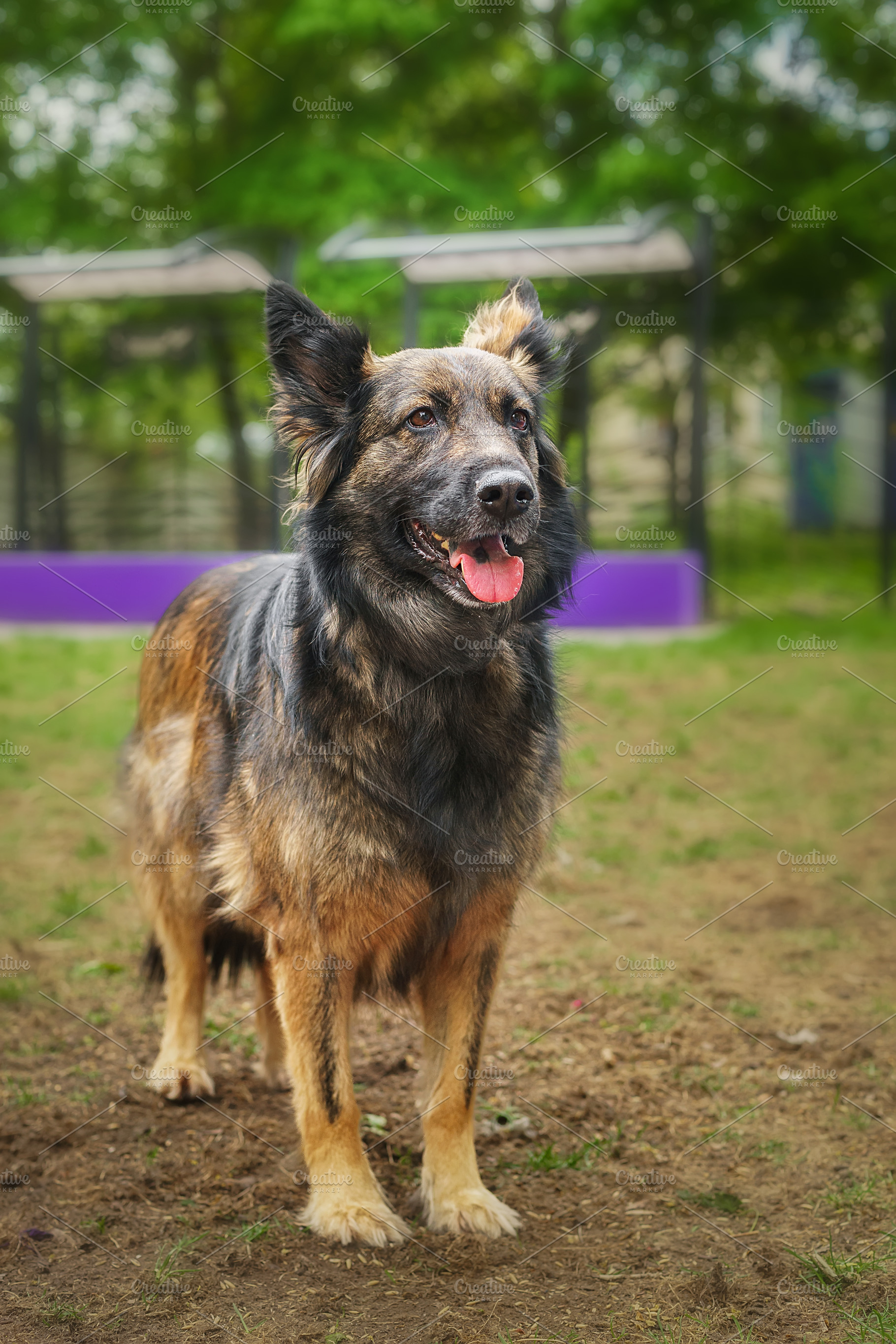 Mongrel dog of red color lies on its, an Animal Photo by AlexBush