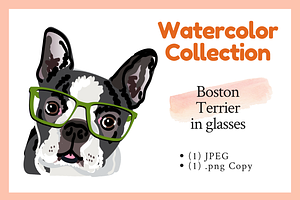 Boston Terrier Graphic