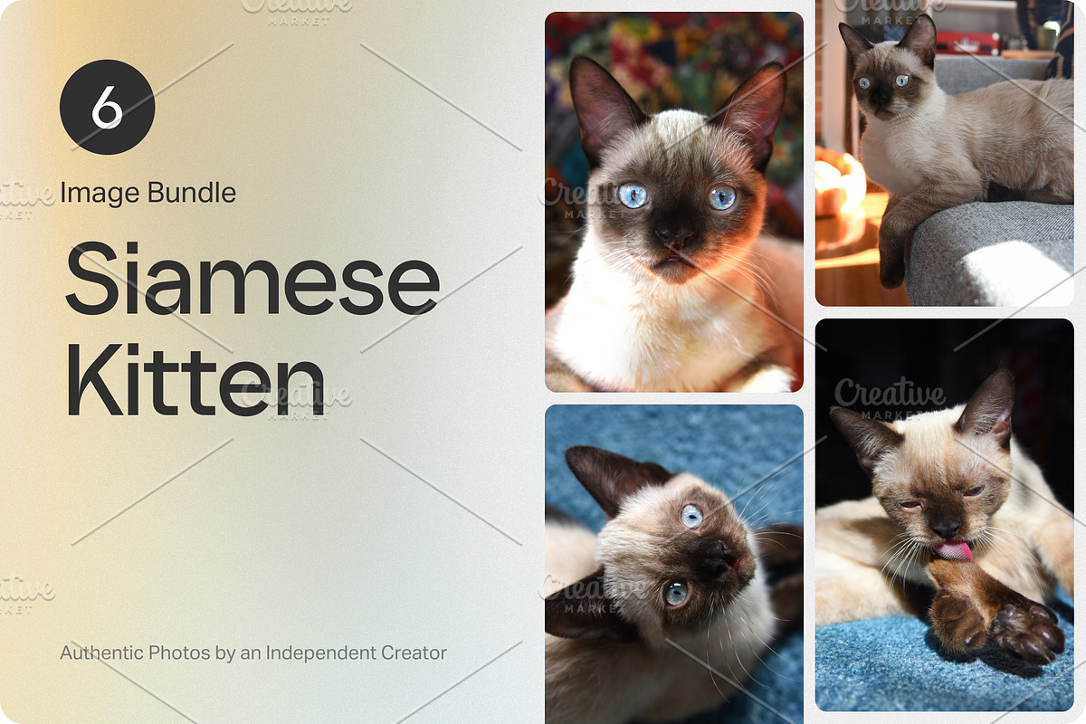 6 Image Bundle: Siamese Kitten, an Animal Photo by Happiestscone Photography (Photo 1 of 2)