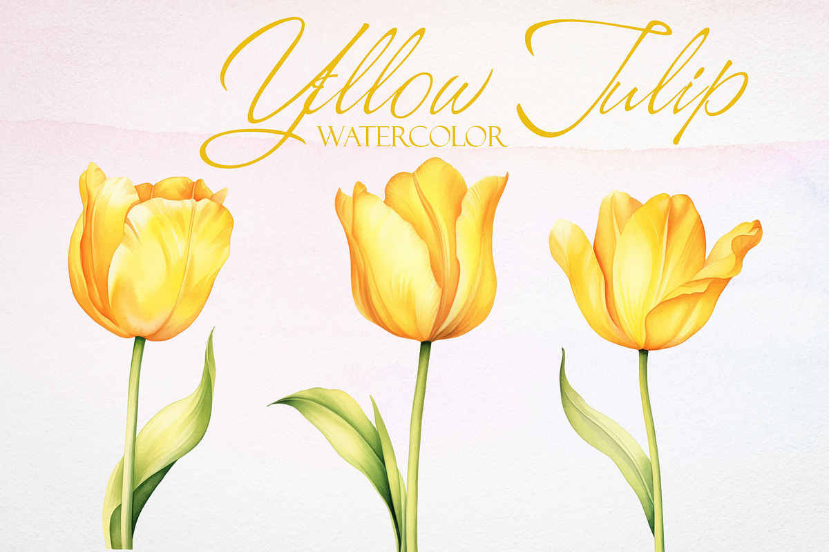 Watercolor Yellow Tulip Vector Set, a Decorative Illustration by Deckar_art (Photo 1 of 4)