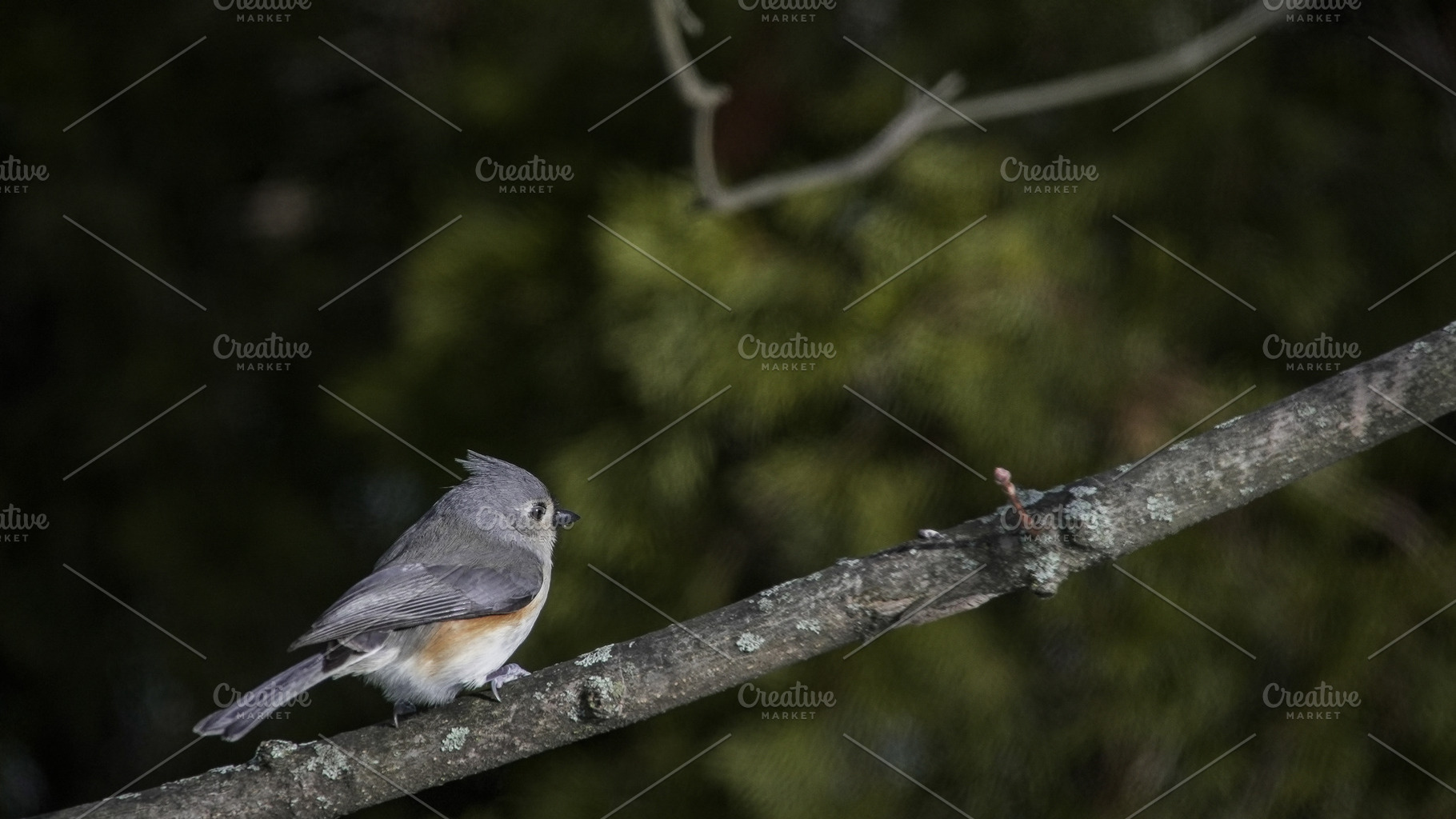 Tufted titmouse bird perching on tre, an Animal Photo by 1miromiro