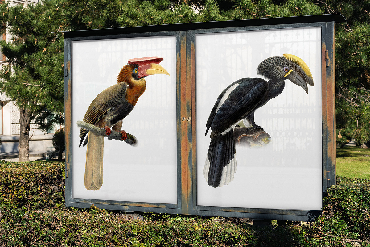 Vintage hornbill illustrations, an Animal Illustration by Natalka Dmitrova art (Photo 11 of 17)