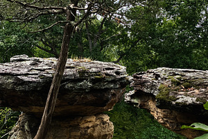 Tree Grows Devil’s Standtable Nature Trail Between Dramatic Rock Ledge in a F, a Photo by AS photostudio
