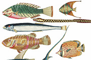 Beautiful Fantasy Fish Set 3, a Graphic by Digital Vintage (Thumbnail 2 of 2)