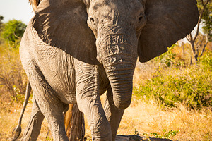 African Elephant Portrait, an Animal Photo by THP Creative