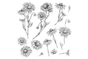 Hand Drawn Chamomile Flower Sketches