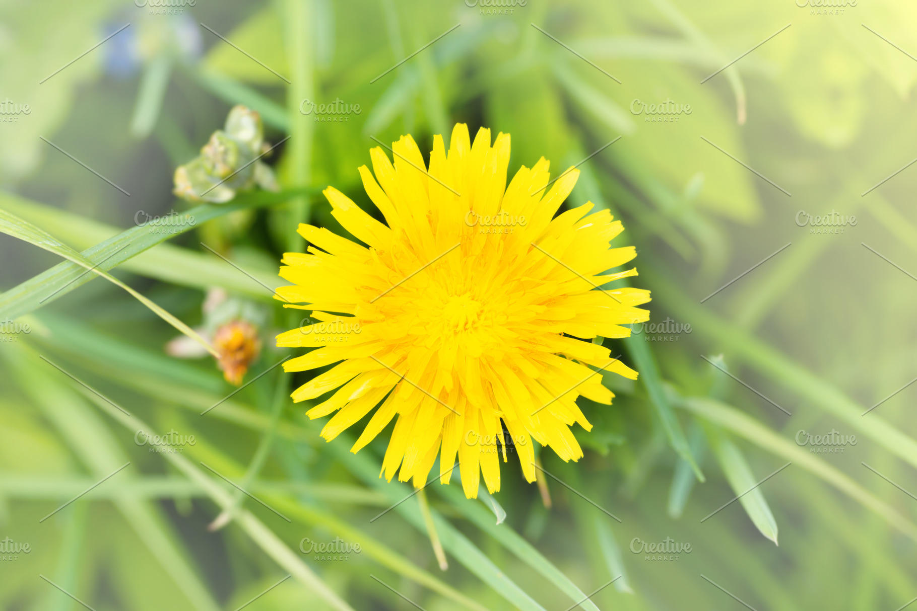 Dandelion yellow flower, a Nature Photo by Vapi