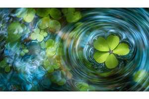 Floating on the water is a solitary, a Nature Photo by ZinetroN
