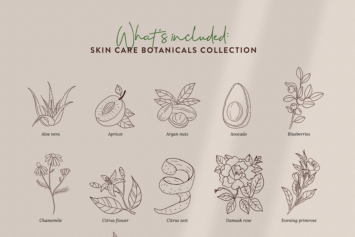 Skin Care Botanicals | 30 designs, a Healthcare Illustration by amber&ink (Photo 4 of 9)