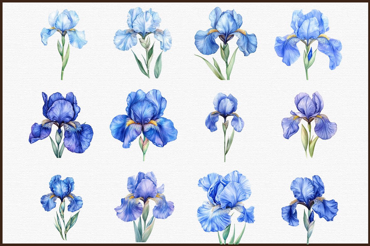 Birthday Flower Blue Iris Clipart Se, an Illustration by Sublimation Artist (Photo 3 of 6)