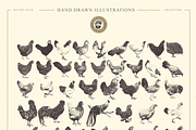 VECTOR CHICK HAND DRAWN BUNDLE VOL25, an Animal Illustration by pawellpi (Thumbnail 9 of 9)