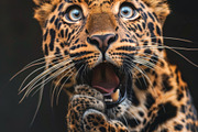 236 surprised animals, an Animal Photo by Handmadefont (Thumbnail 79 of 241)