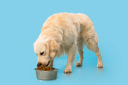 Portrait of cute healthy dog eating at blue studio wall, a Photo by Prostock-Studio (Thumbnail 1 of 3)