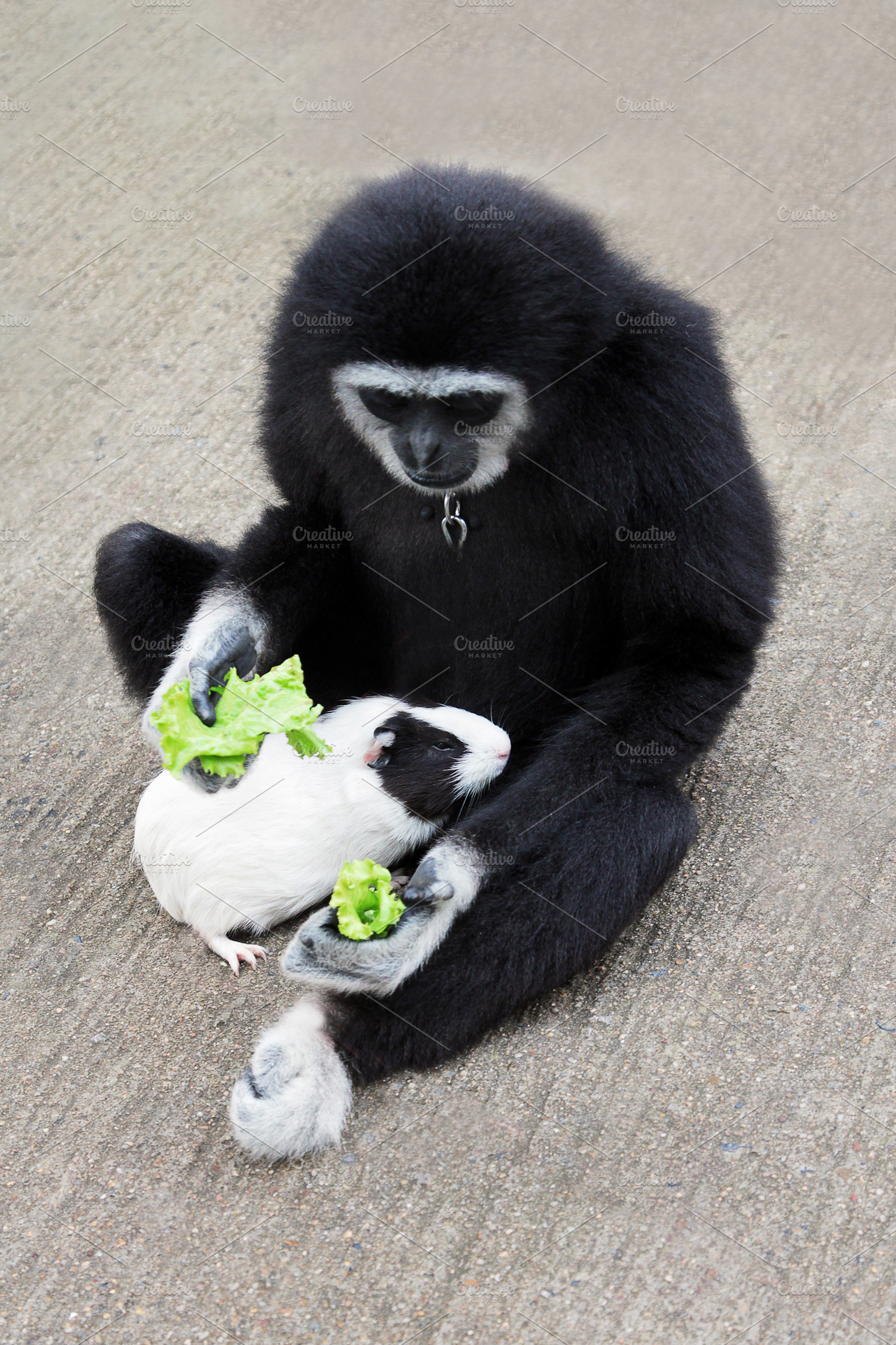 Monkey feeding guineapig, a Photo by saiko3p