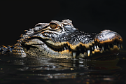 Animals Pack Over 100 UltraHD images, an Animal Photo by Pixels.Craft (Thumbnail 6 of 8)