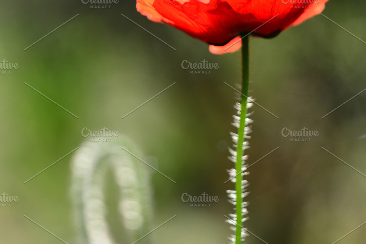 Red Poppy Bundle, a Nature Photo by Corner Croft Mockups (Photo 2 of 5)