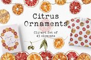 Watercolor Citrus Ornaments Clipart, an Illustration by lilisprints (Thumbnail 1 of 7)