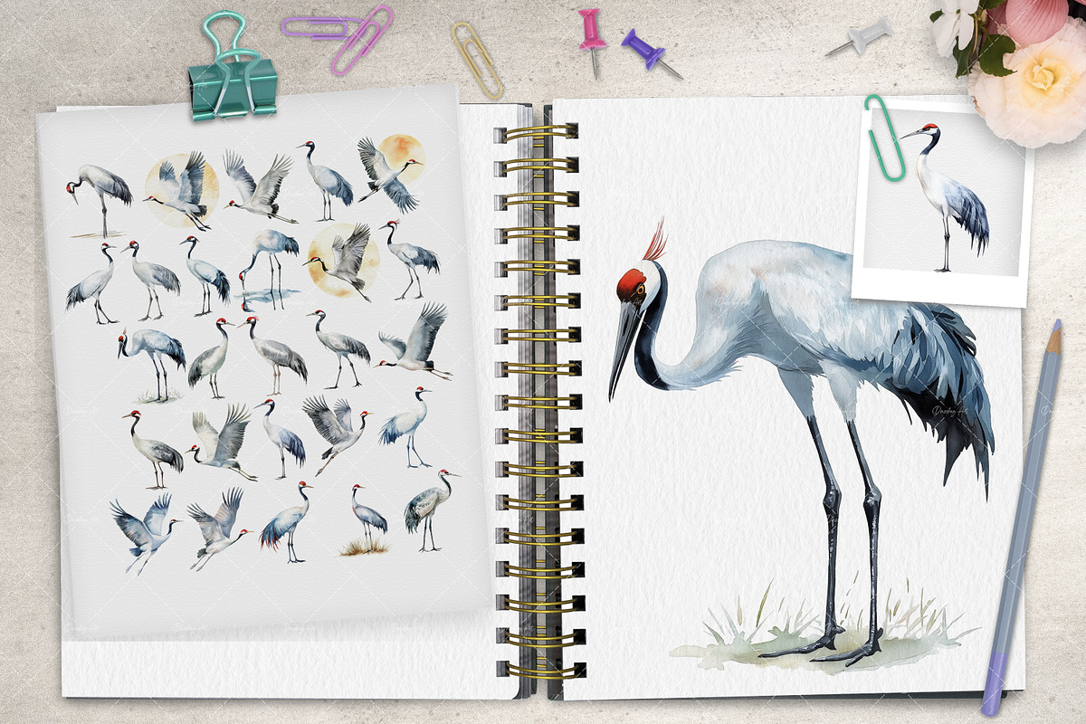 Elegant Watercolor Cranes, an Animal Illustration by Dazzling Art Boutique (Photo 2 of 5)