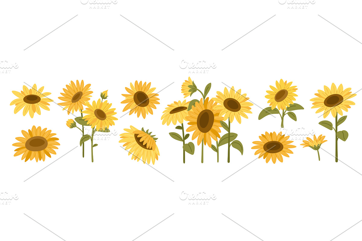 Sunflowers. Summer beautiful flowers, an Object Illustration by YummyBuum