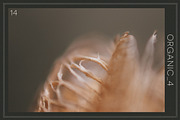 Organic 4 | 20 Botanical Photos, a Nature Photo by Melanie Helena (Thumbnail 15 of 21)
