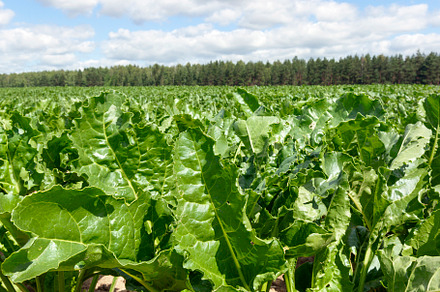 Beet field stock photo containing agricultural and field, an Industrial Photo by MyPhotos